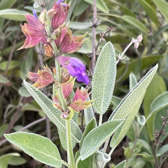 Echter Salbei: Pflanze im Habitat Garten in der NatureSpots App