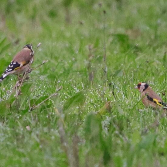 Stieglitz: Tier im Habitat Naturnahe Wiese in der NatureSpots App