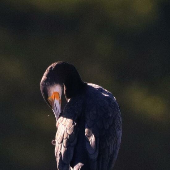 Kormoran: Tier im Habitat Fluss in der NatureSpots App