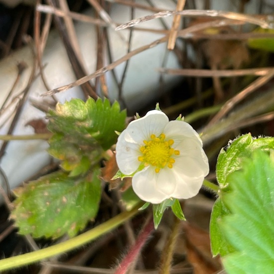 Wald-Erdbeere: Pflanze im Habitat Garten in der NatureSpots App