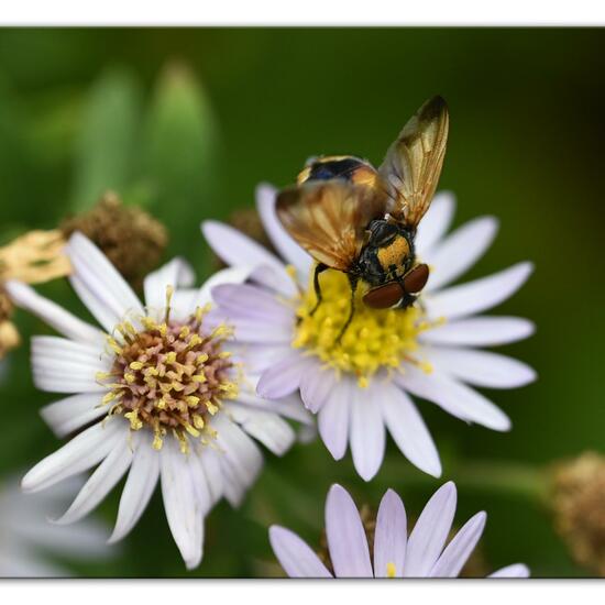 Goldschildfliege: Tier im Habitat Hecke/Blumenbeet in der NatureSpots App