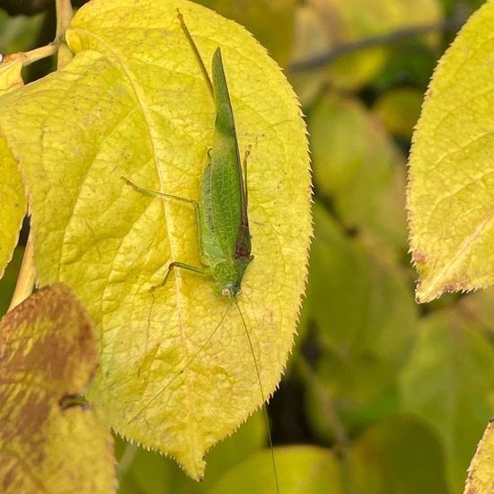 Gemeine Sichelschrecke: Tier im Habitat Garten in der NatureSpots App