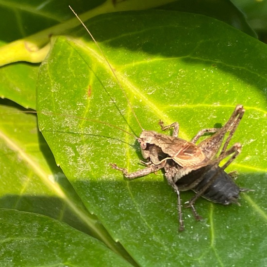 Gemeine Strauchschrecke: Tier im Habitat Garten in der NatureSpots App