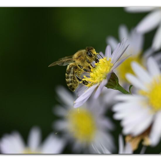 Westliche Honigbiene: Tier im Habitat Hecke/Blumenbeet in der NatureSpots App