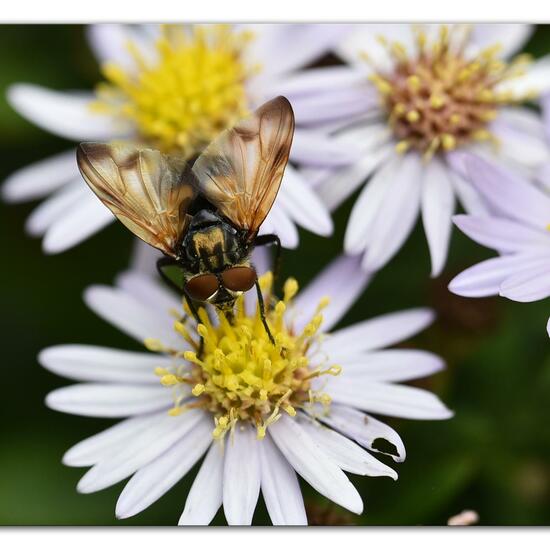 Goldschildfliege: Tier im Habitat Hecke/Blumenbeet in der NatureSpots App