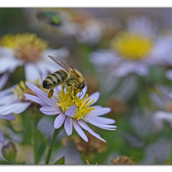 Westliche Honigbiene: Tier im Habitat Hecke/Blumenbeet in der NatureSpots App