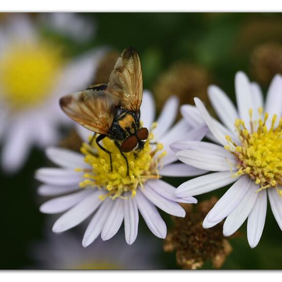 Goldschildfliege: Tier im Habitat Hecke/Blumenbeet in der NatureSpots App