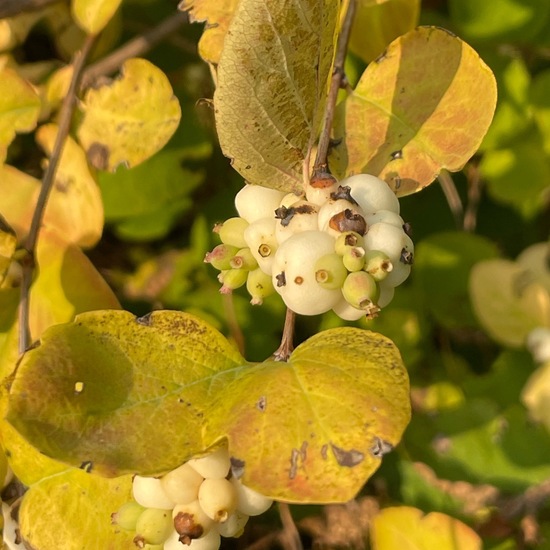 Gewöhnliche Schneebeere: Pflanze im Habitat Garten in der NatureSpots App