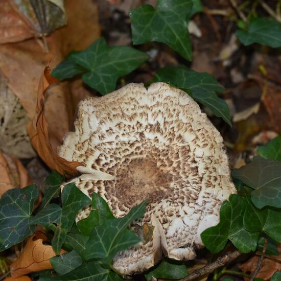 Kleiner Wald-Champignon: Pilz im Habitat Park in der NatureSpots App