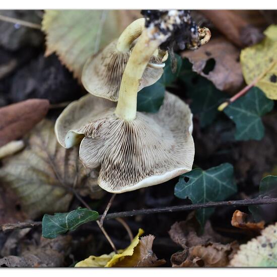 Grünblättriger Schwefelkopf: Pilz im Habitat Park in der NatureSpots App