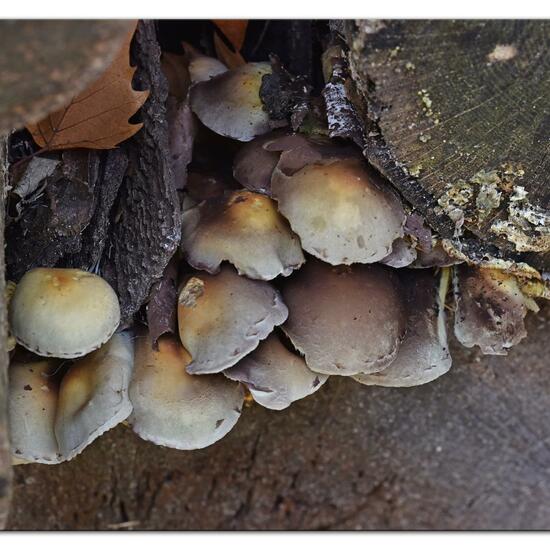 Grünblättriger Schwefelkopf: Pilz im Habitat Park in der NatureSpots App