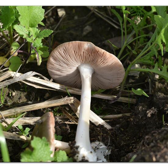 Großer Scheidling: Pilz im Habitat Felder in der NatureSpots App