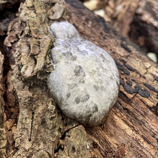 Reticularia lycoperdon: Pilz im Habitat Wald der gemäßigten Breiten in der NatureSpots App