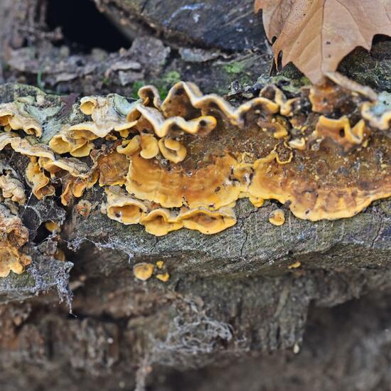 Striegeliger Schichtpilz: Pilz im Habitat Park in der NatureSpots App