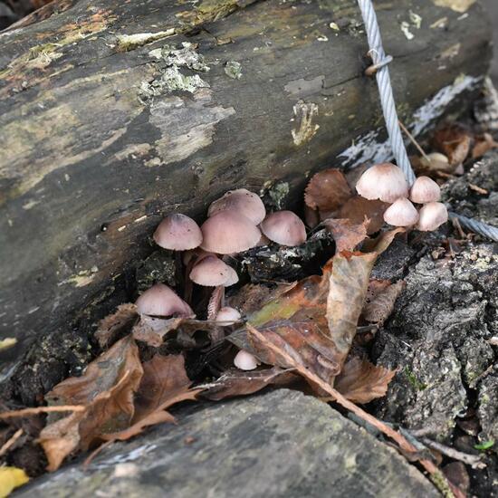 Großer Blut-Helmling: Pilz im Habitat Park in der NatureSpots App