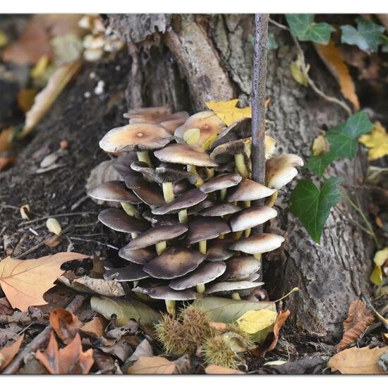 Grünblättriger Schwefelkopf: Pilz im Habitat Park in der NatureSpots App