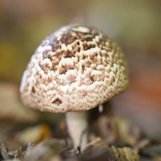 Kleiner Wald-Champignon: Pilz im Habitat Park in der NatureSpots App