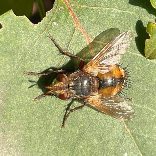 Raupenfliegen: Tier im Habitat Garten in der NatureSpots App