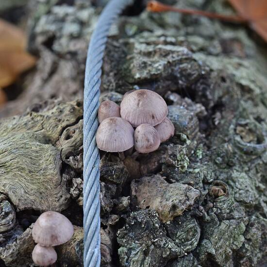 Großer Blut-Helmling: Pilz im Habitat Park in der NatureSpots App