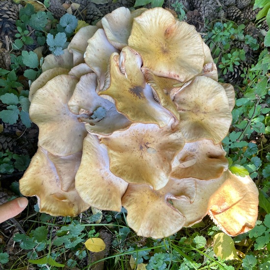 Honiggelber Hallimasch: Pilz im Habitat Garten in der NatureSpots App