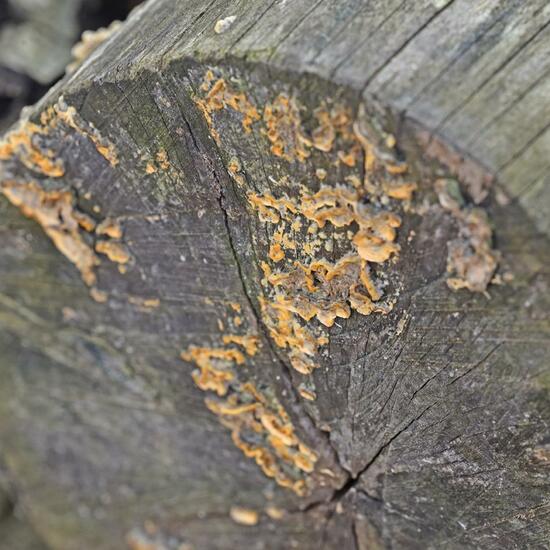 Striegeliger Schichtpilz: Pilz im Habitat Park in der NatureSpots App