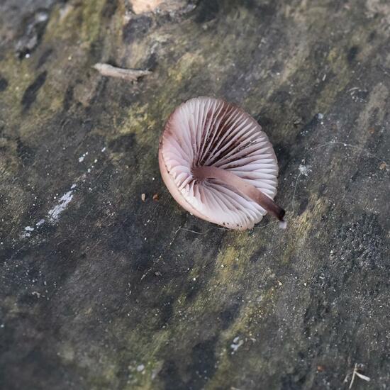 Großer Blut-Helmling: Pilz im Habitat Park in der NatureSpots App