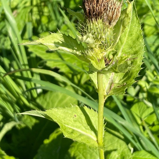 Kohldistel: Pflanze im Habitat Park in der NatureSpots App