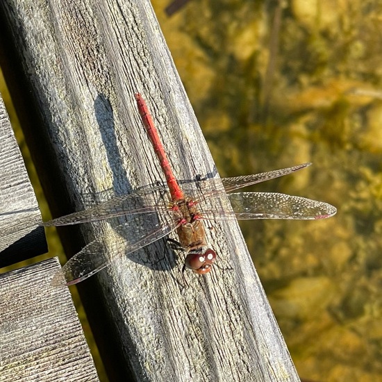 Große Heidelibelle: Tier im Habitat Garten in der NatureSpots App