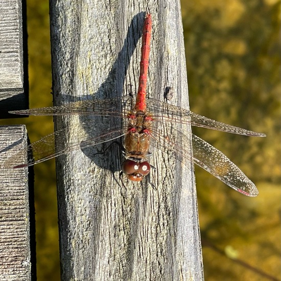 Große Heidelibelle: Tier im Habitat Garten in der NatureSpots App