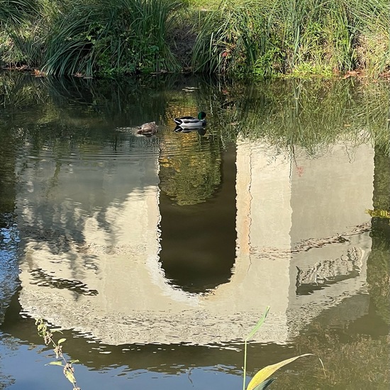 Stockente: Tier im Habitat Park in der NatureSpots App