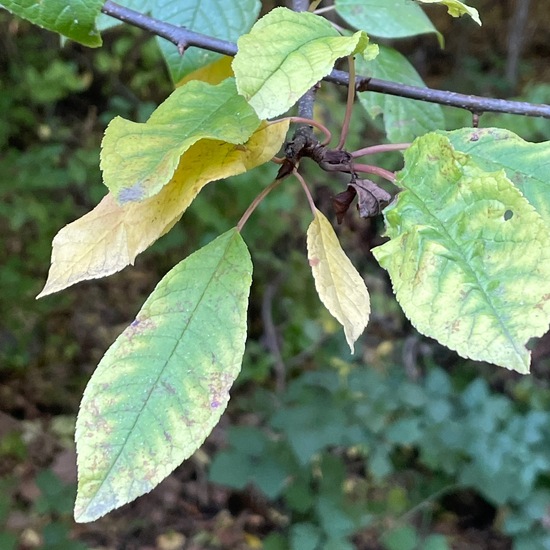 Gewöhnliche Traubenkirsche: Pflanze im Habitat Park in der NatureSpots App