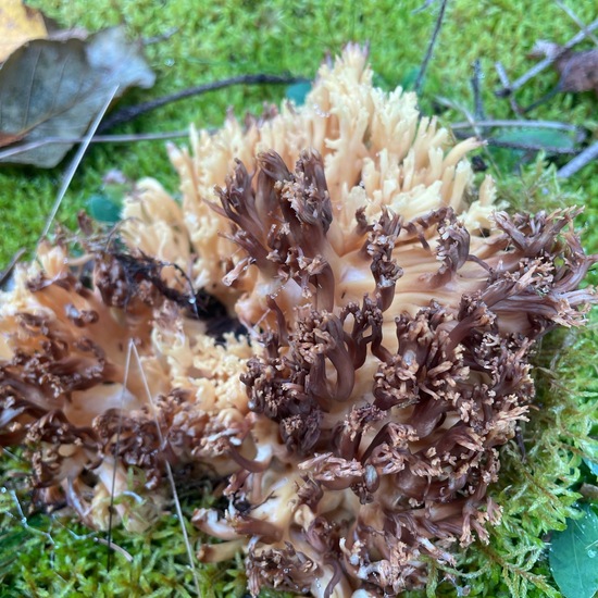 Verzweigte Becherkoralle: Pilz in der Natur in der NatureSpots App