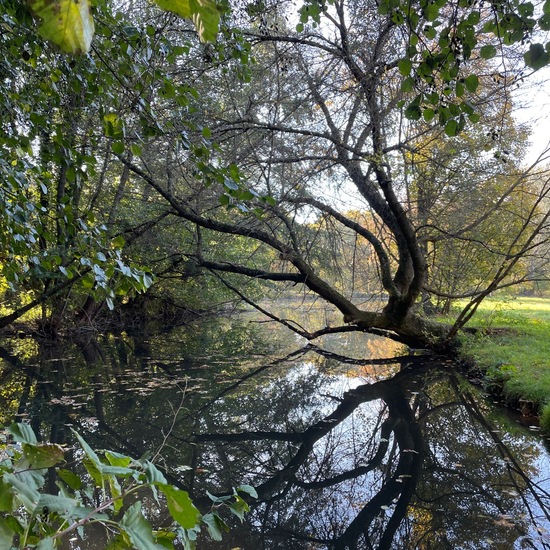 Eschen-Ahorn: Pflanze im Habitat Park in der NatureSpots App