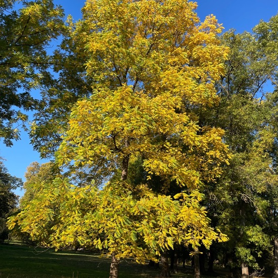 Schwarznuss: Pflanze im Habitat Park in der NatureSpots App