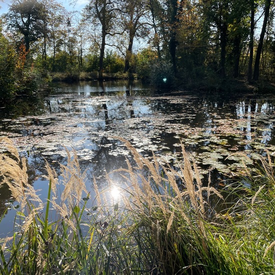 Landschaft: Süßwasser im Habitat Künstliches Süßwasser in der NatureSpots App