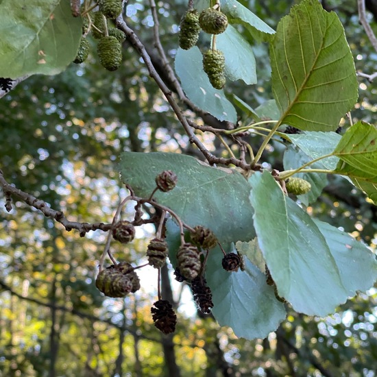 Schwarz-Erle: Pflanze in der Natur in der NatureSpots App