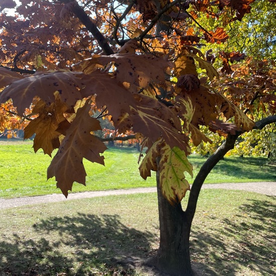 Roteiche: Pflanze im Habitat Park in der NatureSpots App