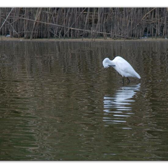 Seidenreiher: Tier im Habitat Teich in der NatureSpots App