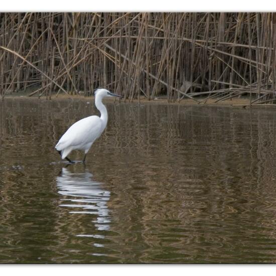 Seidenreiher: Tier im Habitat Teich in der NatureSpots App