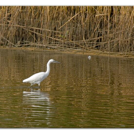 Seidenreiher: Tier im Habitat Teich in der NatureSpots App