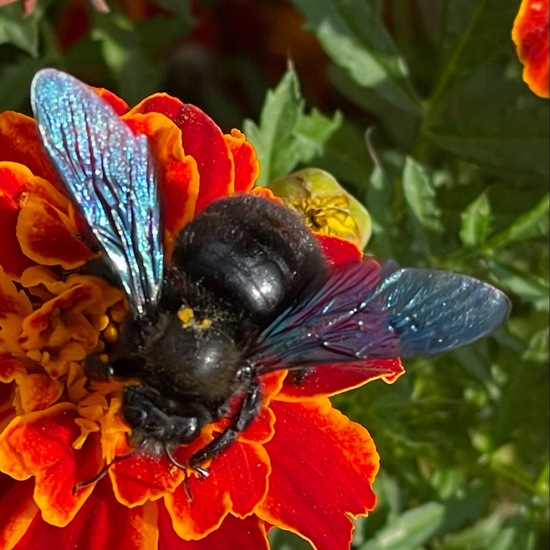 Carpenter bee: Animal in habitat Garden in the NatureSpots App