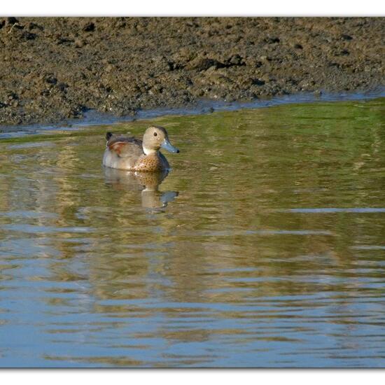 Rotschulterente: Tier im Habitat Anderes Süsswasserhabitat in der NatureSpots App