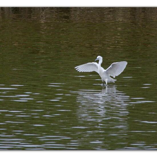 Seidenreiher: Tier im Habitat Teich in der NatureSpots App