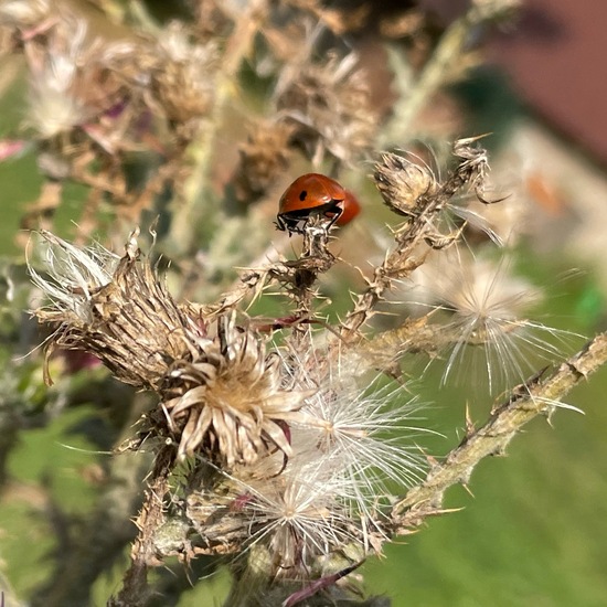 Siebenpunkt-Marienkäfer: Tier im Habitat Garten in der NatureSpots App