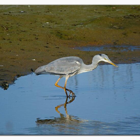 Graureiher: Tier im Habitat Anderes Süsswasserhabitat in der NatureSpots App