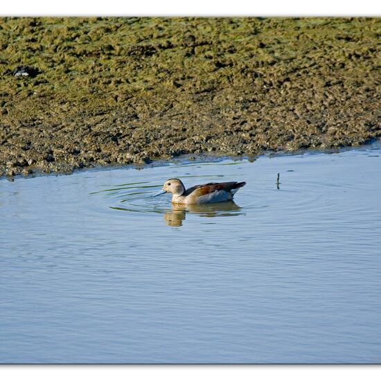 Rotschulterente: Tier im Habitat Anderes Süsswasserhabitat in der NatureSpots App