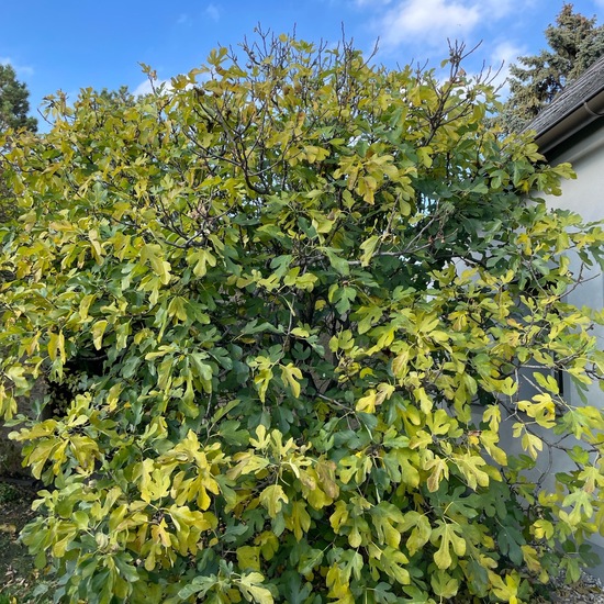 Echte Feige: Pflanze im Habitat Garten in der NatureSpots App