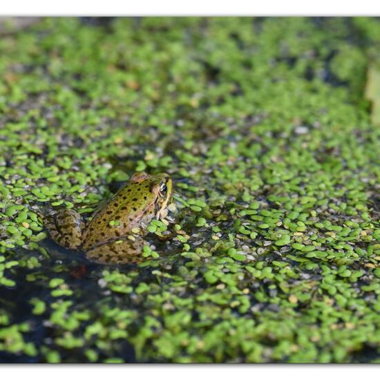 Wasserfrösche: Tier im Habitat Hinterhof in der NatureSpots App