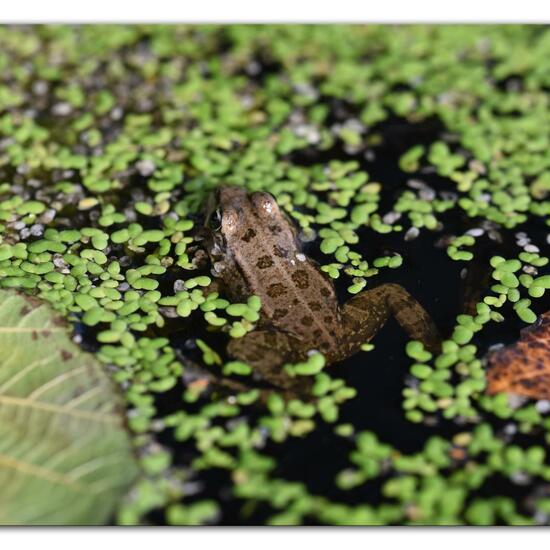 Wasserfrösche: Tier im Habitat Hinterhof in der NatureSpots App