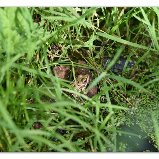 Wasserfrösche: Tier im Habitat Hinterhof in der NatureSpots App